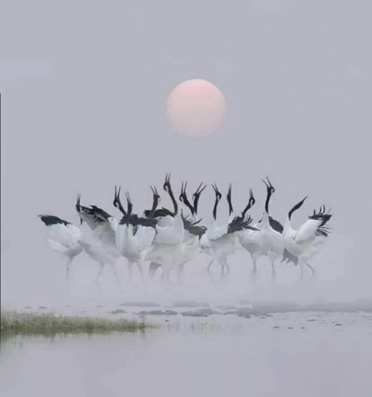 53854772 2111865842225895 6899546635227889664 n 1 768x818